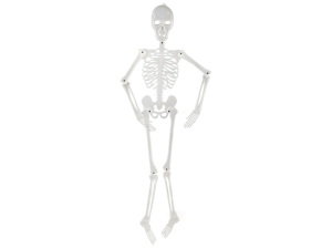 Selvlysende skelet, 160 cm